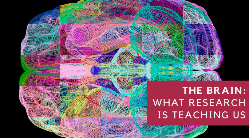 What Animal Research is Teaching Scientists About the Human Brain