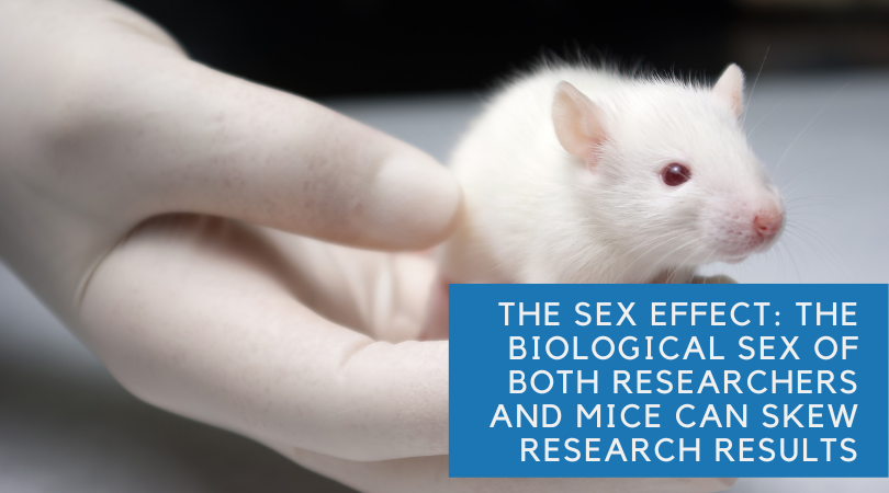 The Sex Effect: The Biological Sex of Both Researchers and Mice Can Skew Research Results
