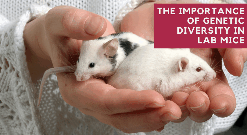 The Importance of Genetic Diversity in Lab Mice