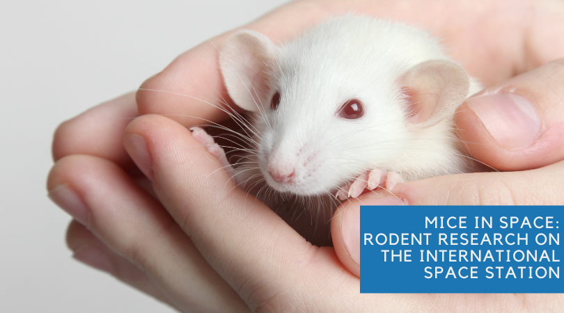 Animal Research Leads to New Discoveries Related to Liver Function