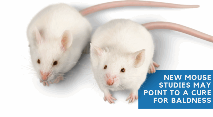 New Mouse Studies May Point to a Cure for Baldness