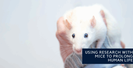 Using Research with Mice to Prolong Human Life