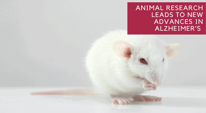 Animal Research Leads to New Advances in Alzheimer’s