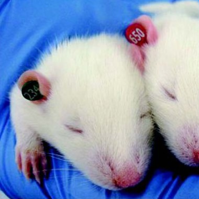 La Pias Ear Tags Rodent ID Machine