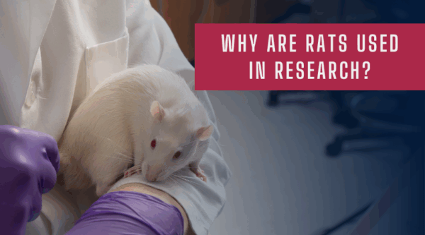 Can Rats Use Tools Why are Rats Used in Research? - Kent Scientific